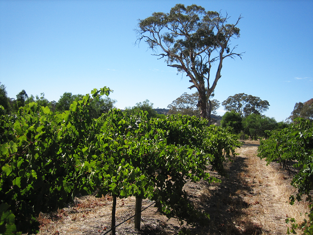 Rileys of Eden Valley Vinyard Planted